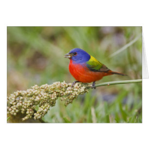 Geschilderde Gors (Passerina ciris) mannetje dat v