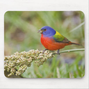 Geschilderde Gors (Passerina ciris) mannetje dat v Muismat