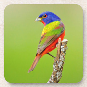 Geschilderde Gors (Passerina ciris) Mannetje Gezet Onderzetter