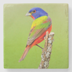 Geschilderde Gors (Passerina ciris) mannetje gezet Stenen Onderzetter