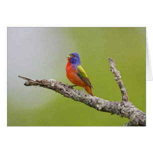 Geschilderde Gors (Passerina ciris) mannetje zingt