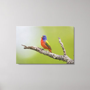 Geschilderde Gors Passerina ciris) mannetje zingt Canvas Afdruk