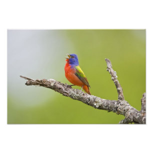Geschilderde Gors (Passerina ciris) mannetje zingt Foto Afdruk