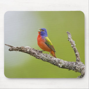 Geschilderde Gors (Passerina ciris) mannetje zingt Muismat