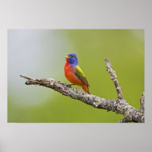 Geschilderde Gors Passerina ciris) mannetje zingt Poster