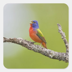 Geschilderde Gors (Passerina ciris) mannetje zingt Vierkante Sticker