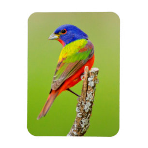 Geschilderde Gors (Passerina ciris) mannetje zitge Magneet