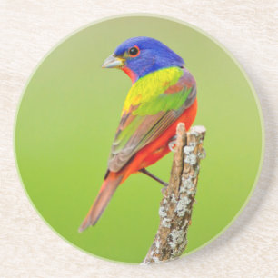 Geschilderde kardinaal (Passerina ciris) mannetje Zandsteen Onderzetter