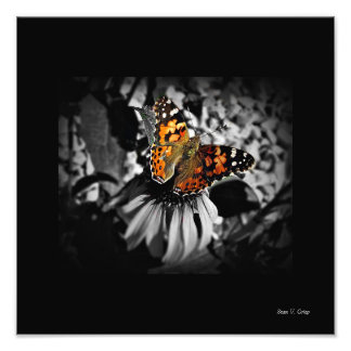 Geschilderde Lady Butterfly SC Art Print Foto Afdruk