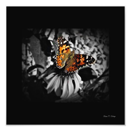 Geschilderde Lady Butterfly SC Art Print Foto Afdruk (Voorkant)