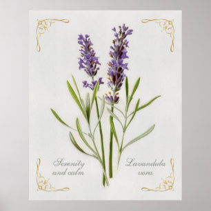 Geschilderde Lavandula Vera sereniteit en rust Poster