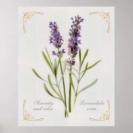 Geschilderde Lavandula Vera sereniteit en rust Poster (Voorkant)