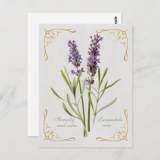 Geschilderde Lavandula Vera Serenity en Rust Briefkaart (Voorkant / Achterkant)