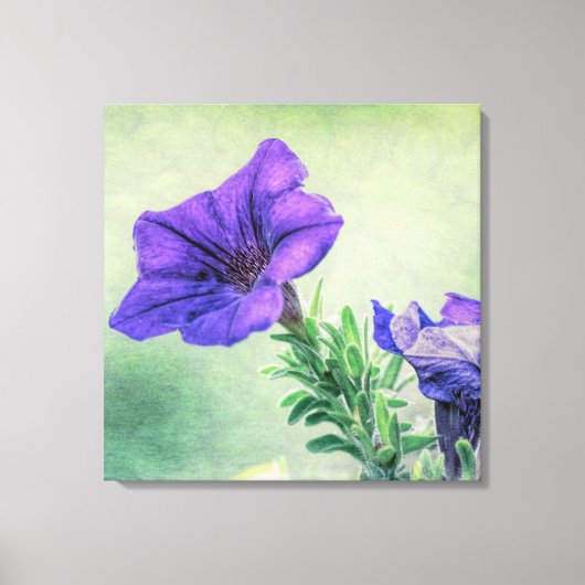 Geschilderde Paarse Petunia Canvas Art Afdruk (Voorkant)