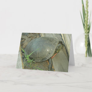 Geschilderde Schildpad (picta Chrysemys) Kaart