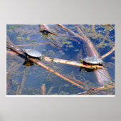 Geschilderde schildpadden (Chrysemys picta) Poster (Voorkant)