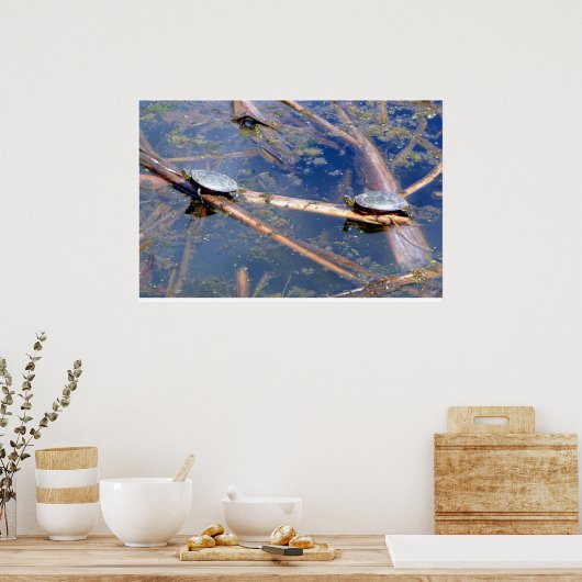 Geschilderde schildpadden (Chrysemys picta) Poster (Keuken)