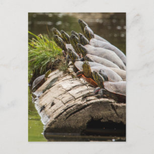 Geschilderde schildpadden zonnen zich in een vijve briefkaart