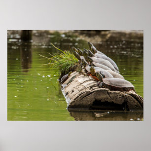 Geschilderde schildpadden zonnen zich in een vijve poster