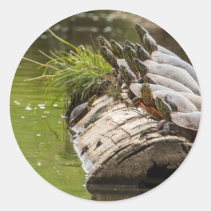 Geschilderde schildpadden zonnen zich in een vijve ronde sticker