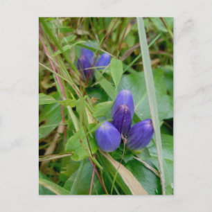 Gesloten Gentian-Briefkaart Briefkaart