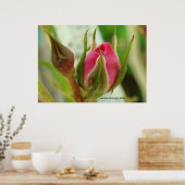 gesloten Rozen knop Poster (Keuken)