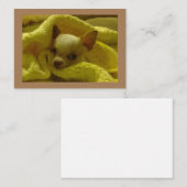 Gesnuffelde Chihuahua platte briefkaarten (Voorkant / Achterkant)
