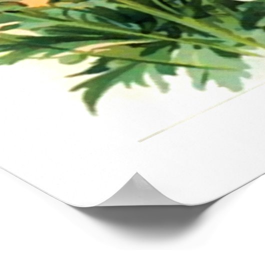  gesorteerd Delphiniumpakket Poster (Hoek)