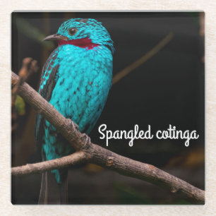 Gespangde katoenvis glazen onderzetter