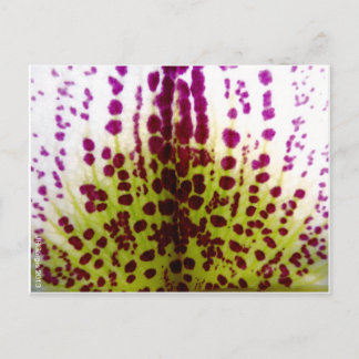 Gespikkeld Briefkaart van phalaenopsis Orchid