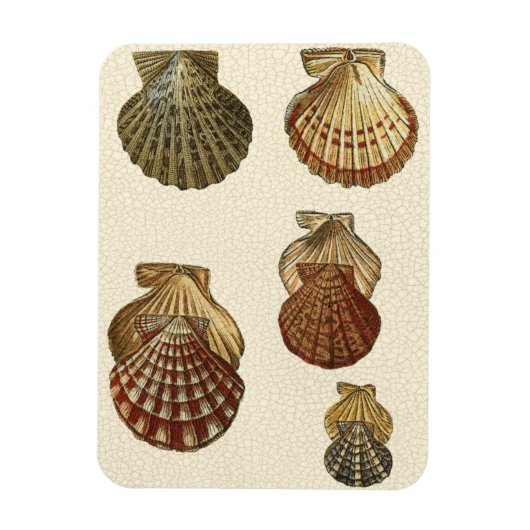 Gespikkelde Antiek schalen Magneet (Verticaal)