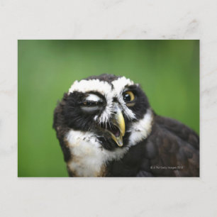 Gespikkelde boomkorren (Pulsatrix perspicillata) Briefkaart