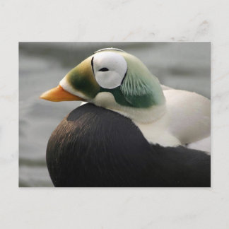 Gespikkelde Eider Briefkaart