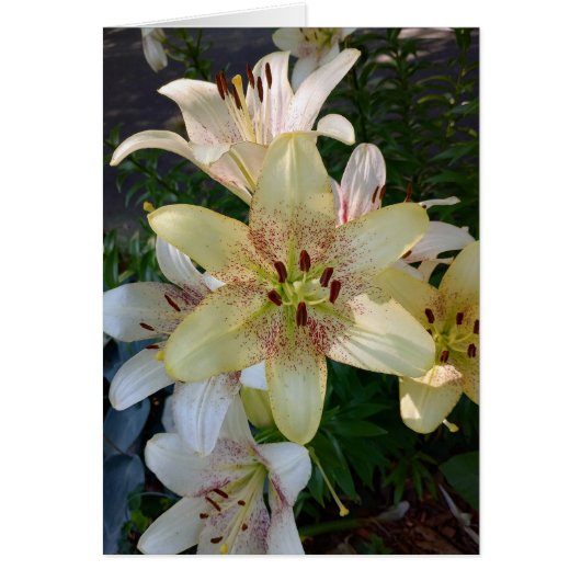 Gespikkelde gele lelie bloeit blanke Kaart (Voorkant)