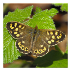 Gespikkelde houten vlinder perfect poster