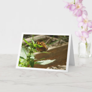 Gespikkelde houtvlinder Maculada, Pararge Aegeria Kaart