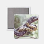 Gespikkelde King Snake Magnet Magneet (Voorkant / Achterkant)