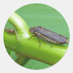 Gespikkelde lef-hopper-producten met scherpschutte ronde sticker
