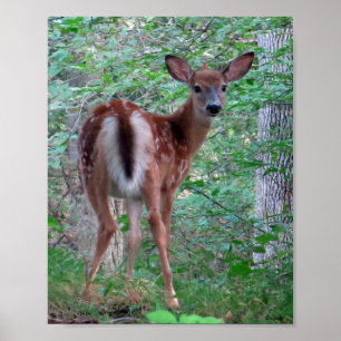 Gestartled Fawn Poster