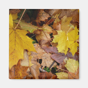 Gestorven Maple laat Yellow Autumn Natuur Magneet