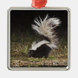 Gestreept stinkdier, Mephitis mephitis Metalen Ornament