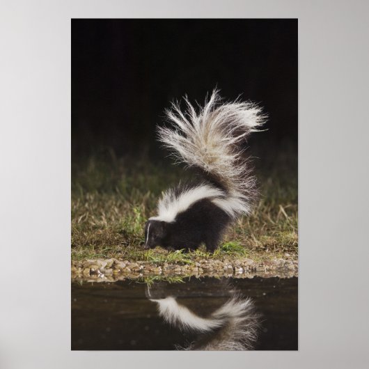 Gestreept stinkdier, Mephitis mephitis Poster (Voorkant)