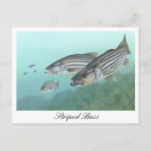 Gestreepte bas schilderij Briefkaart (Voorkant)