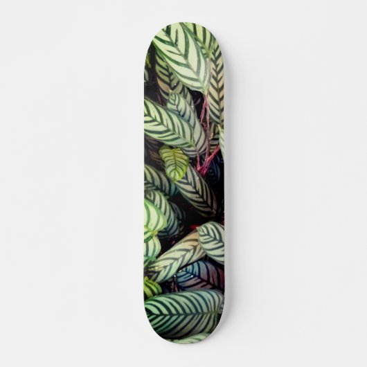 Gestreepte bladeren skateboard (Voorkant)