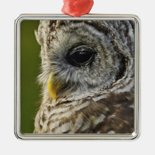 Gestreepte Bosuil, Strix varia, Michigan Metalen Ornament
