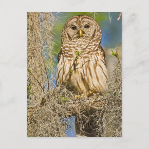 Gestreepte bosuil (Strix varia) op een cipres Briefkaart