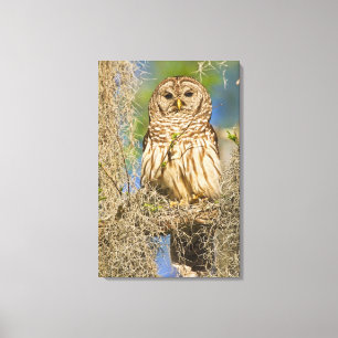Gestreepte bosuil (Strix varia) op een cipres Canvas Afdruk