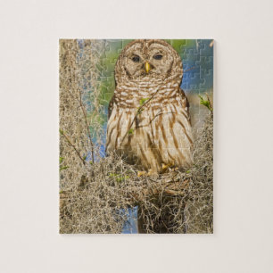 Gestreepte bosuil (Strix varia) op een cipres Legpuzzel