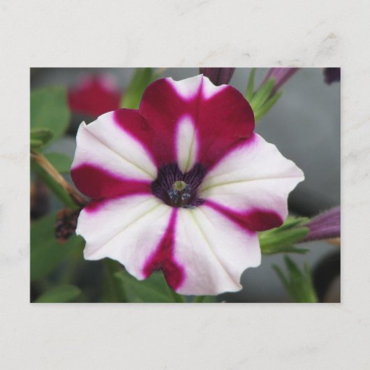 Gestreepte Paarse Petunia Briefkaart (Voorkant)
