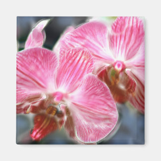 Gestreepte roze falaenopsis orchideeën magneet